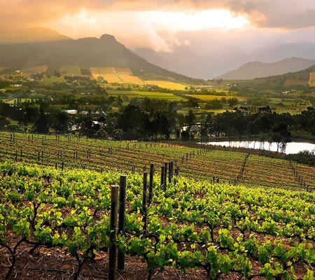 Self Drive Tour Of The Cape Winelands